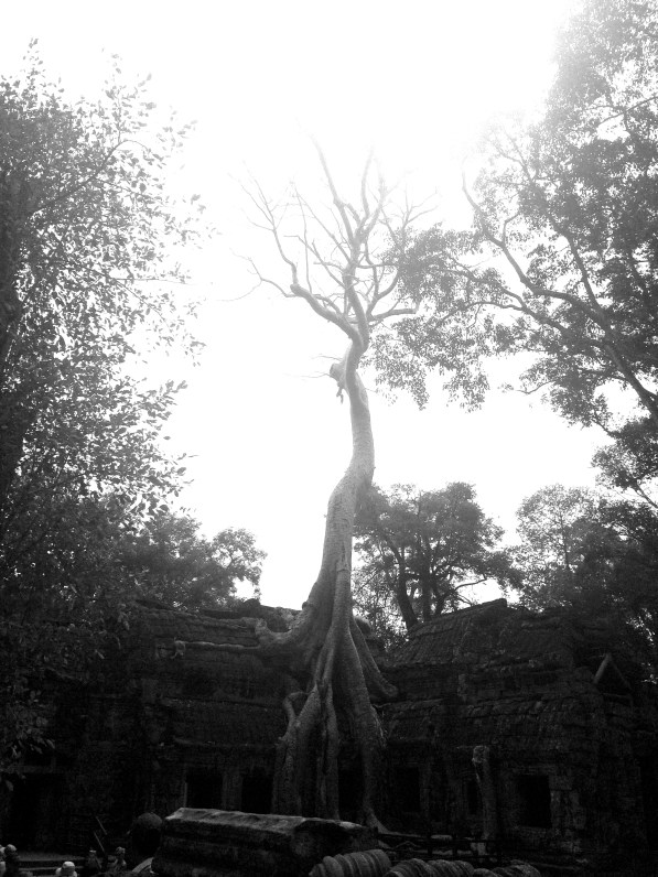 IMG_8481P Ta Prohm